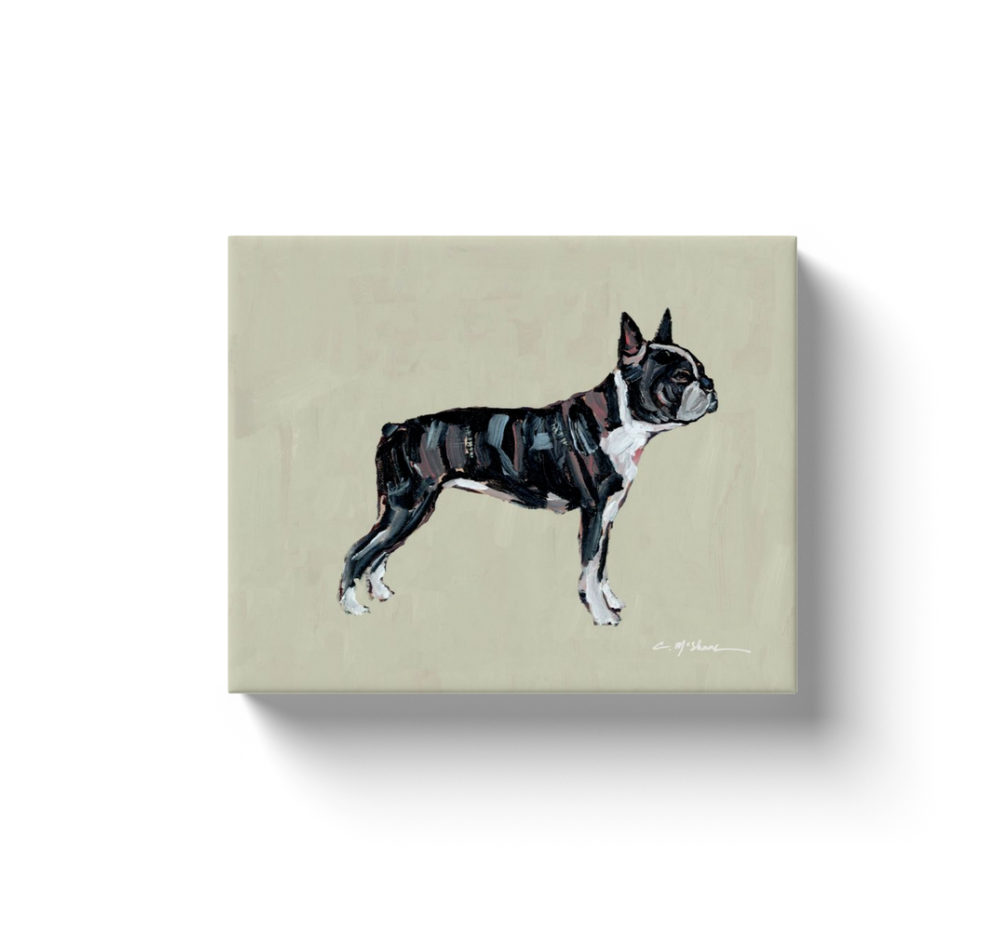 "Boston Terrier" canvas print