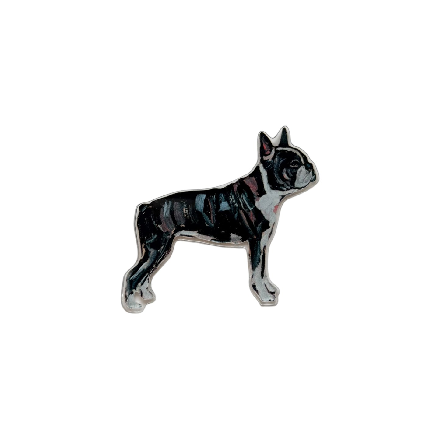 "Boston Terrier" magnet