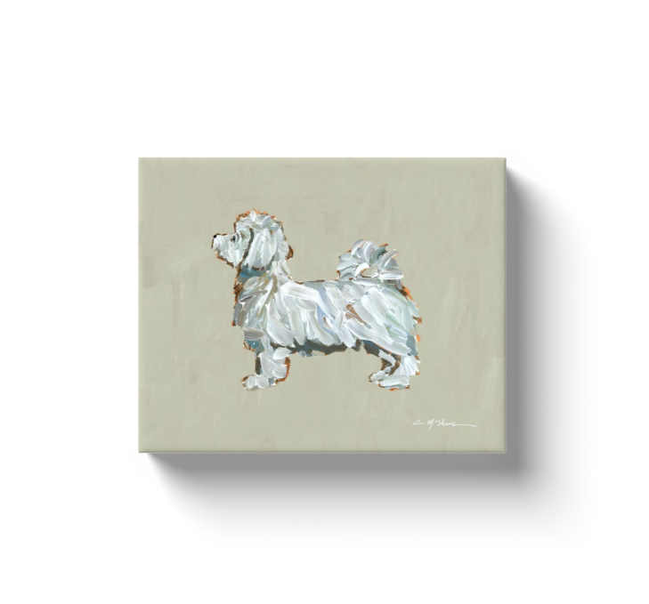 "Maltese Short Hair" canvas print