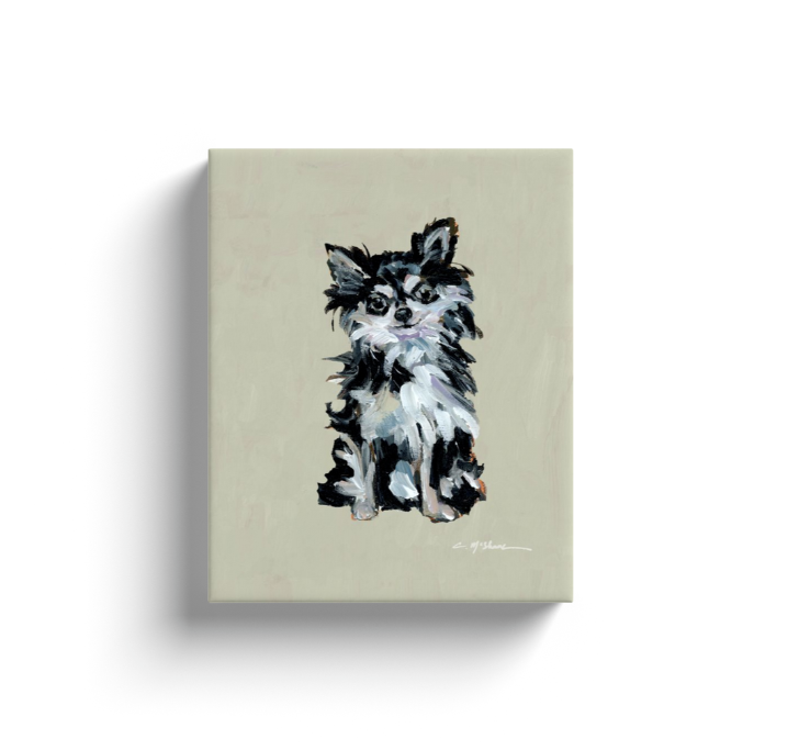 "Chihuahua black & white long-haired" canvas print