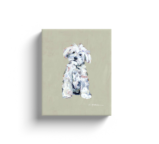 White Maltipoo Dog Canvas Print